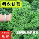 羽衣甘蓝新鲜生鲜蔬菜嫩叶甘兰芥蓝西餐沙拉榨汁减肥减脂山姆同款 羽衣甘蓝轻食3斤装
