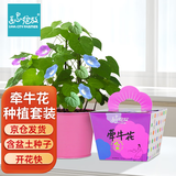 IAM City Farmer牵牛花 DIY种植盆栽牵牛花种子幼儿园盆栽儿童玩具植物观察10071