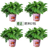 小冤家绿萝盆栽室内花卉绿植绿箩水养花卉盆景桌面办公客厅水培大叶绿色 180#高端粉猫吸水盆四盆+肥料2包
