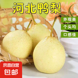 晋州鸭梨河北水晶梨 带箱9斤大果（单果220g+）净重8.2斤
