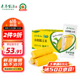 素养生活 有机糯玉米4.16斤 8穗装东北黄糯玉米软糯鲜食玉米棒