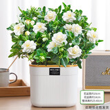 花翁栀子花盆栽四季开花卉大全树苗室内绿植好养易活茉莉花源头直发