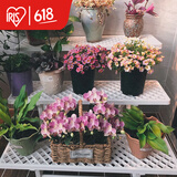 爱丽思（IRIS）花架三层塑料露台台阶花盆架子园艺用品阳台种菜盆支架花架落地式 FS900W白三层宽90*高60*进深54cm