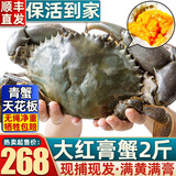 【活蟹-包活到家】鲜活越南青蟹礼盒鲜活大螃蟹大红膏蟹母红膏蟹 特大红膏蟹  2斤2-3只【仅398】