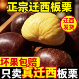 栗小胖24年新货迁西板栗生新鲜栗子生鲜迁西生栗子大油栗小毛唐山板粟 迁西5斤大粒(一元硬币大小)