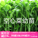 瑞蔬源蔬菜苗幼苗叶菜苗青梗圆叶柳叶空心菜苗通心菜秧苗/空心菜苗12棵