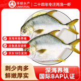 环球水产 南海金鲳鱼700g 2条 BAP认证深海鱼 冷冻 生鲜鱼类海鲜 家庭聚餐
