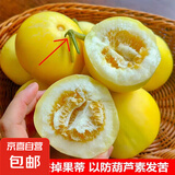 山东新下头茬黄河蜜罐景甜5号 景甜5号4.5-5斤
