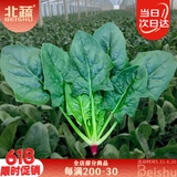北蔬 大叶菠菜种子种苗红根秋四季蔬菜种籽 卓脆红根大叶菠菜种子10g