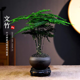 开时果 文竹盆栽桌面摆件盆景 办公室植物竹子水培绿植盆景源头直发包邮 舍得紫砂盆+黑石+底座