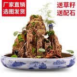 素蜜上水石 吸水石假山盆景天然奇石原石山石水旱假山盆景客厅卧室家 20-24厘米石头 含青花瓷盆