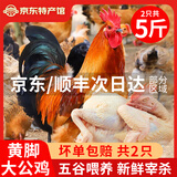 岽鲜农家散养土公鸡肉新鲜青脚黄鸡黑凤大公鸡土鸡走地鸡整鸡鸡肉生鲜 黄脚大公鸡发2只 （净重共5斤）