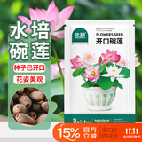 北蔬 水培碗莲花种子苗植物荷花种籽已开口水培花卉 开口碗莲种子40粒