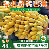 柠檬君【厂商直发】云南有机老实芭蕉香蕉口感香甜软糯 有机老实芭蕉3斤装