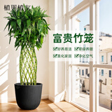 植男植女富贵竹观音竹笼转运客厅大型绿植盆栽室内办公室开业乔迁源头直发