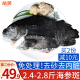 朵芙 海参斑鱼 多规格 红鱼净重 红石斑鱼大眼鱼富贵鱼深海鱼生鲜鱼类 【去砂去内脏】免处理2.4-2.8斤