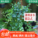 萌肉居垂吊盆栽植物室内外四季爬藤绿植/常青藤原盆土+备用盆源头直发
