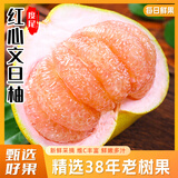 骑猴赶马正宗度尾文旦柚福建红心蜜柚应季新鲜水果礼盒过节送礼仙游文旦柚 【5斤网袋装丨单果约1.3斤】精选装 金奖品质度尾文旦柚