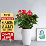 Only you【2小时达】发财树大型盆栽绿植花卉室内客厅办公室开业乔迁送礼 红掌