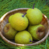 鲜级佳山东莱阳慈梨茌梨 正宗贡梨新鲜当季水果 生鲜礼盒 特产 4.5斤中果 80-90mm 6-8个