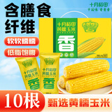 十月稻田 黄糯玉米 10根 4.4斤 东北粘玉米棒 减脂早餐 低脂杂粮 粗粮礼盒