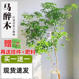 精选马醉木懒人水培植物鲜切枝吊钟枝条北欧风室内客厅装饰绿植 新手推荐50-60cm(共两支+吊牌)