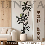 临雅特级橡皮树黑金刚大盆栽造型客厅室内大型绿植好养活落地四季植物 【旗舰款】单飘枝橡皮树1.4-1.6m+米白聚宝盆