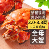 【活蟹】乾澄大闸蟹现货 全母蟹3.0-3.3两 6只 特大鲜活螃蟹海鲜河蟹礼盒装源头直发