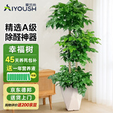 爱优尚幸福树盆栽客厅室内大型绿植办公室乔迁新家绿宝净化空气源头直发
