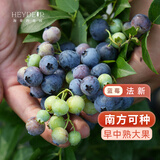 海蒂的花园蓝莓树果苗盆栽果树南方北方蓝莓幼苗发货阳台庭院地栽苗源头直发