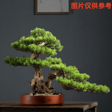 迎客松盆栽盆景素材苗盆栽室内外花卉四季常青耐寒松苗造型 40C素材苗