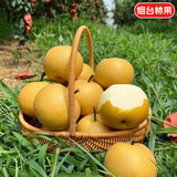 京地达山东秋月梨