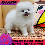 纯种博美幼犬宠物狗狗长不大俊介小型犬活体博美可爱家庭宠物狗 宠物级 公