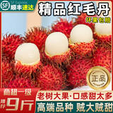 四叔公果蔬海南红毛丹保亭7号【顺丰-多地次日达】毛荔枝水果礼盒中秋节礼品 净2斤（实惠尝鲜）较划算 商超一级果｜老农手挑｜甜度约23°