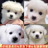 中华田园犬幼犬纯黑小白狗大黄狗小花狗四眼狗家养幼犬土狗看家狗 田园级 白色田园幼犬+狗粮+狗笼+包邮 公