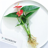 中梦花卉盆栽水培植物室内花绿植水养盆栽 红掌1棵 不含盆