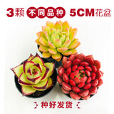 壹分皿多肉植物一整箱含盆带土新手套餐组合盆栽套装萌肉肉植物星辰园艺 3颗随机不同品种（50#盆）