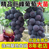 欧悟 特大巨峰葡萄树苗 无籽葡萄苗庭院阳台盆栽地栽果树苗南北方种植 巨峰【8年苗-结果多】
