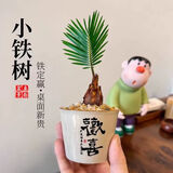 泰西丝铁树迷你小盆栽禅意摆件绿植苏铁 A级铁树+D250欢喜盆 源头直发