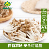 小汤山 黑蟹味菇 150g 基地直供新鲜蔬菜安全可追溯