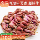 寿禾 四季红葱头小葱种子火葱头四川干皮秋冬季蔬菜莱疏菜阳台种种籽 红葱头 1斤+50g有机肥