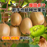 花翁猕猴桃树果苗嫁接南北方庭院种植 红心猕猴桃30-50cm高源头直发