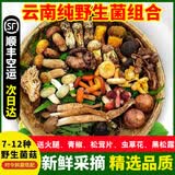 云南野生菌新鲜菌菇组合见手青牛肝菌火锅煲汤蘑菇养生食用菌 野生菌组合 1000g