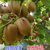 月季村猕猴桃树果徐香猕猴桃苗雌雄同株南北方 五年苗1棵 源头直发裸根