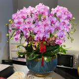 元族【2小时达】大花蝴蝶兰盆栽兰花同城配送鲜花送长辈生日乔迁礼物 10株粉色蝴蝶兰（花盆随机）