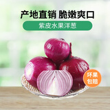 【新鲜现挖】当季紫皮红洋葱深紫色生吃水果洋葱蔬菜批发包邮 5斤现挖新鲜紫皮洋葱