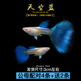 宠小侠热带纯种精品孔雀鱼观赏鱼热带鱼小型淡水鱼孕母好养耐活凤尾 天空蓝6条 4+2备损（3公3母）