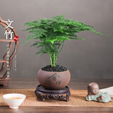 开时果 文竹盆栽桌面摆件盆景 办公室植物竹子水培绿植盆景源头直发包邮 【热销款】舍得紫砂盆+黑石+底座