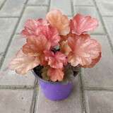 逸棵 矾根花苗 植物花卉绿植花卉多年生四季种易活阳台庭院盆栽  1株秋风小苗【叶片颜色随季节随机变化】 1株