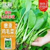 北蔬 鸡毛菜种子种苗速生小青菜阳台四季蔬菜种籽 全季鸡毛菜种子30g